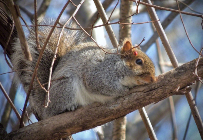 Eastern Gray Squirrel ©Jackie Brooks